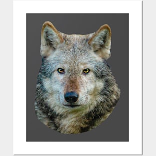 Wolf Posters and Art